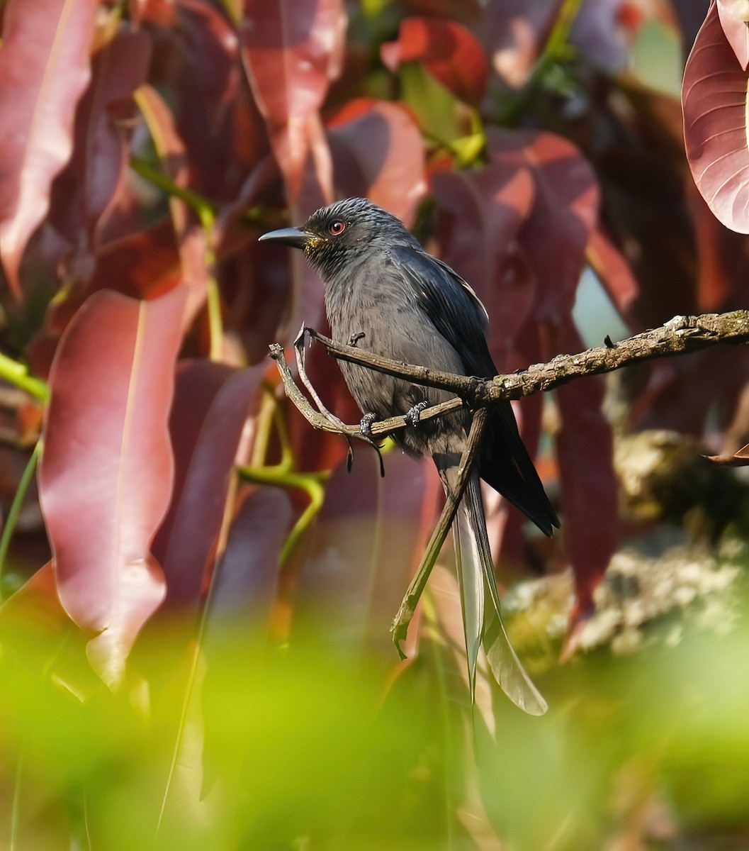 Ashy Drongo - ML427884921