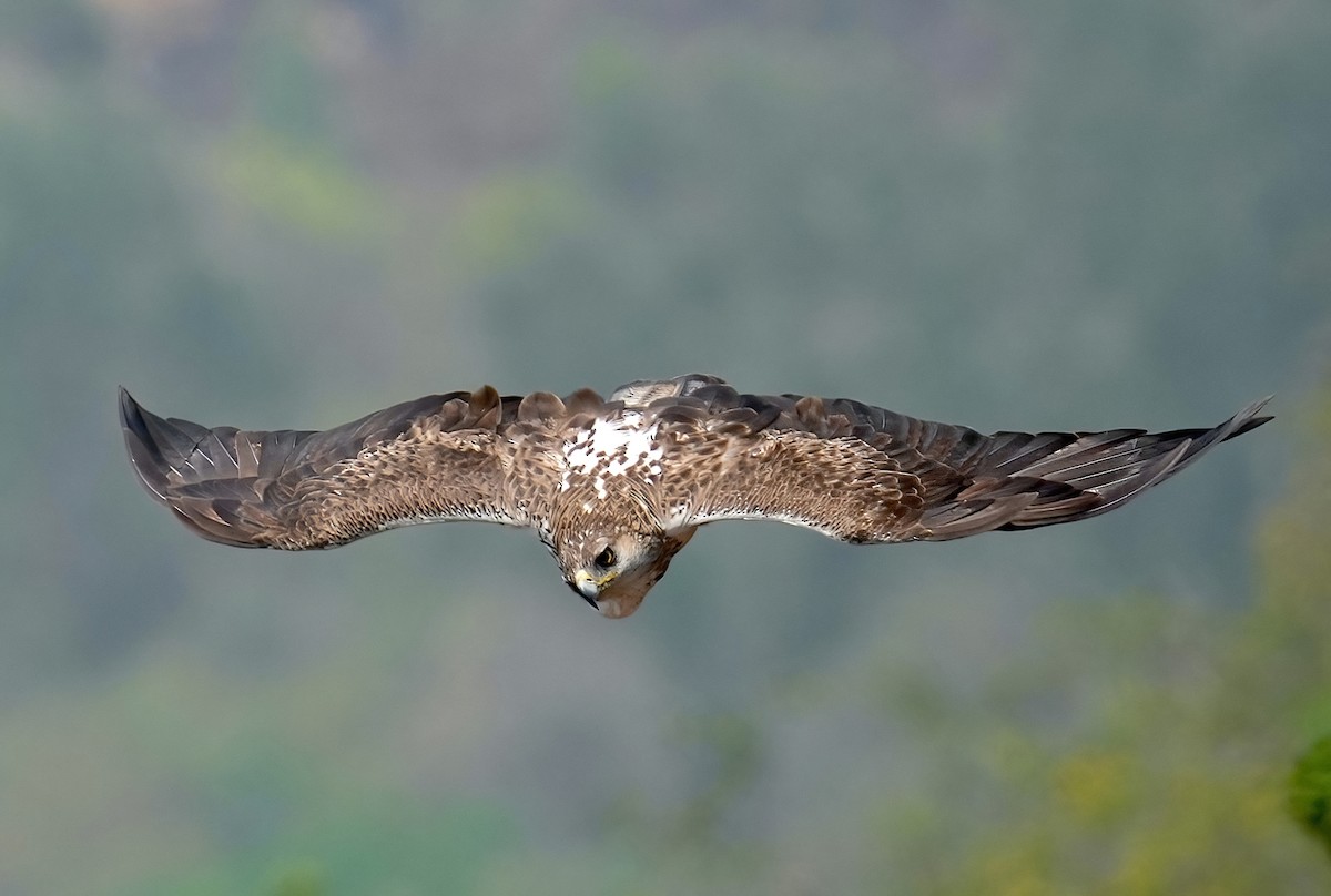 Águila Perdicera - ML427886561