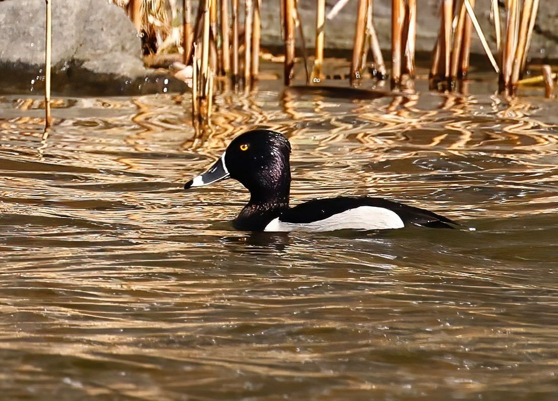 Ring-necked Duck - ML427886891