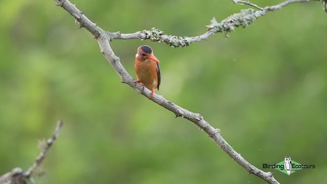 African Pygmy Kingfisher - ML427889731