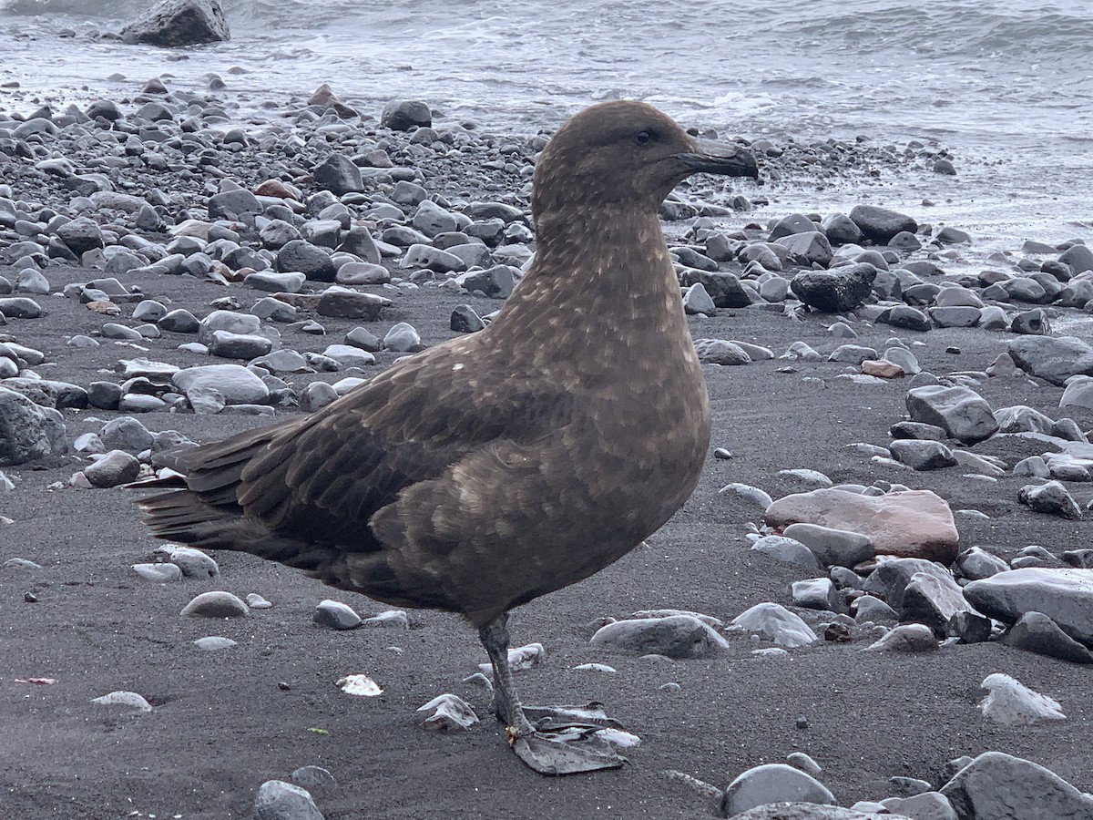 Labbe antarctique (lonnbergi) - ML427890801