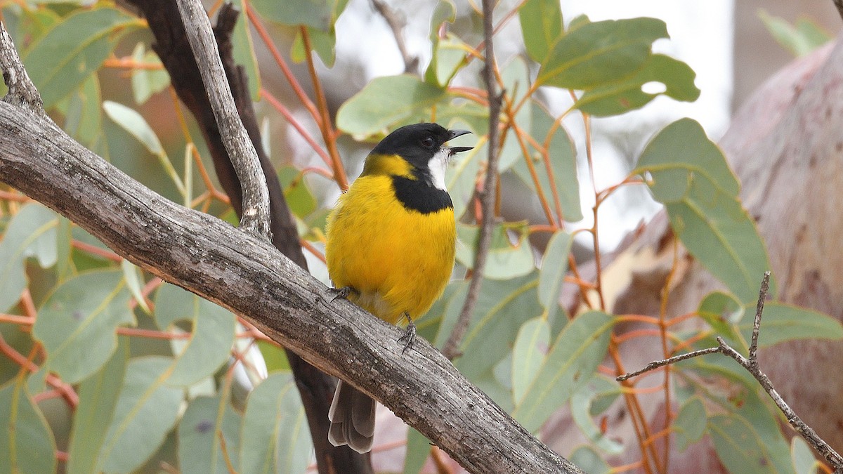 Golden Whistler (Western) - ML427891771