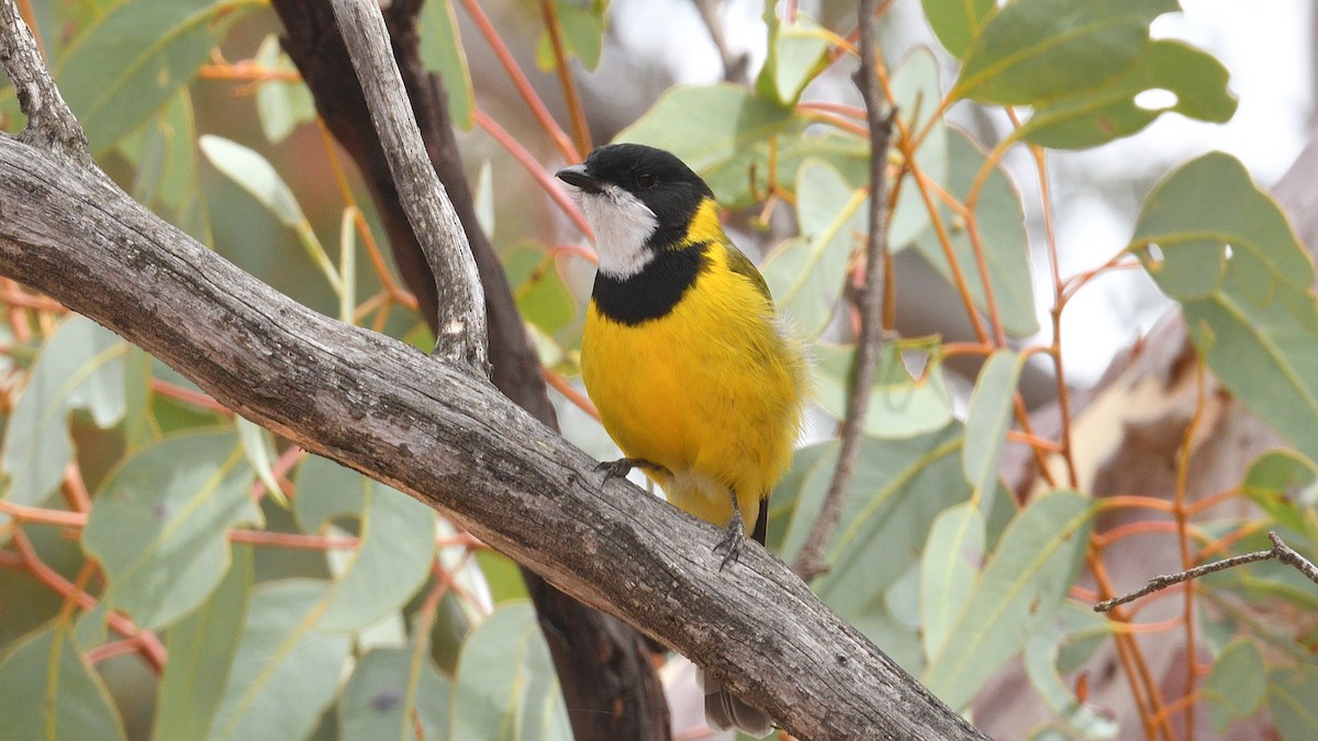 Golden Whistler (Western) - ML427891981