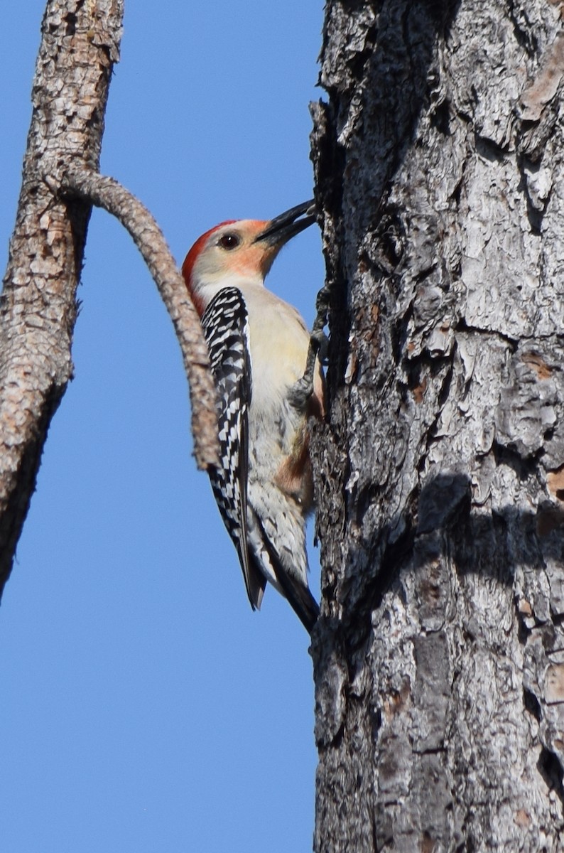 Red-bellied Woodpecker - Bill Uttenweiler