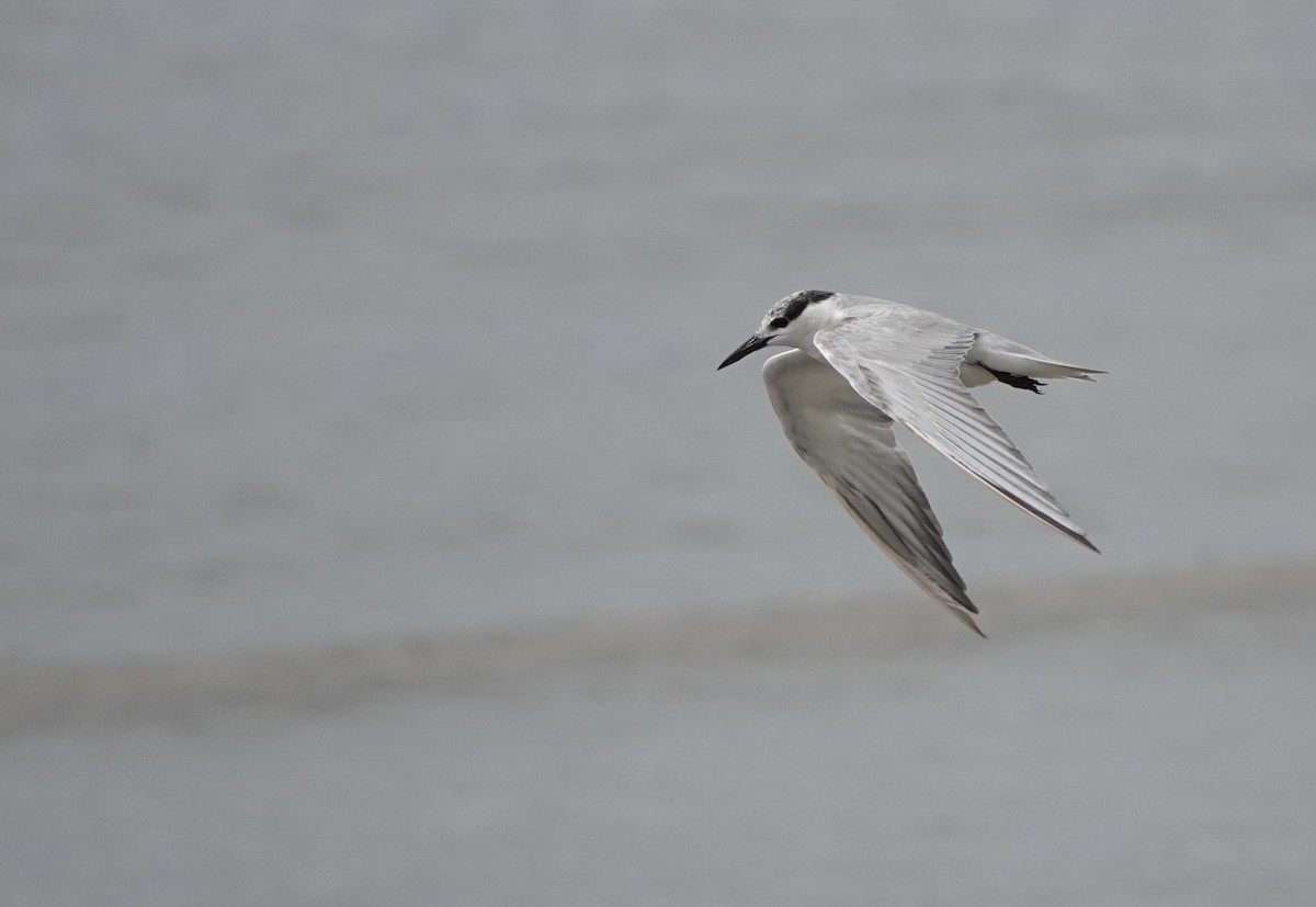 Whiskered Tern - Martin Kennewell