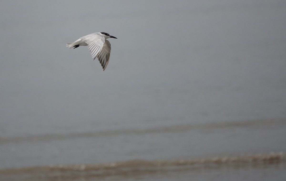 Whiskered Tern - Martin Kennewell