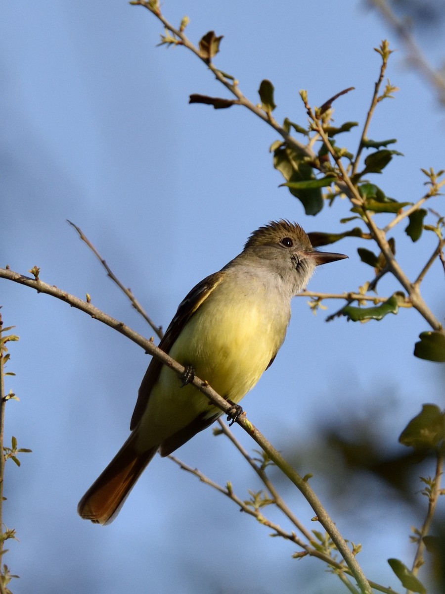 Great Crested Flycatcher - ML427901141