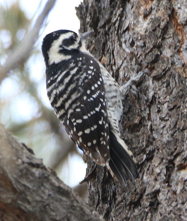 Nuttall's Woodpecker - ML42790141