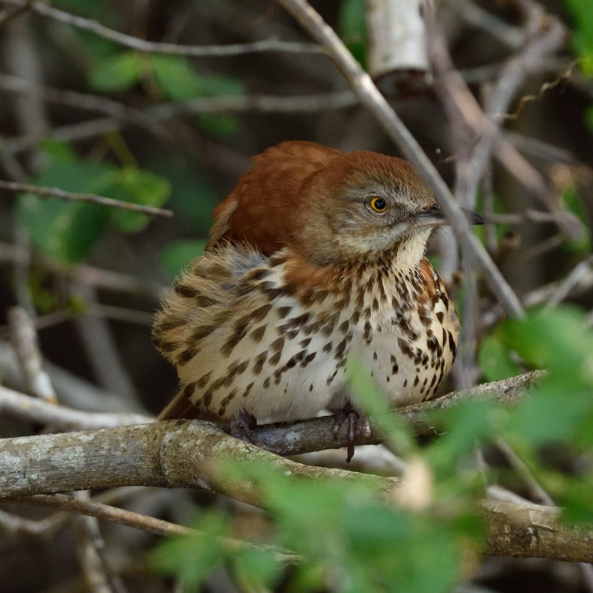 Brown Thrasher - ML427901701