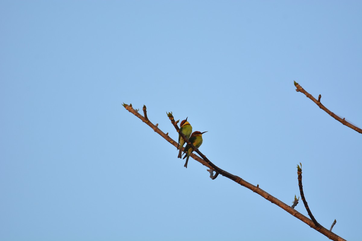 Chestnut-headed Bee-eater - ML427902101