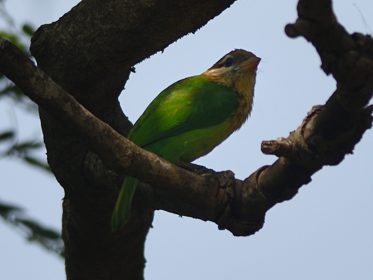 White-cheeked Barbet - ML427902201