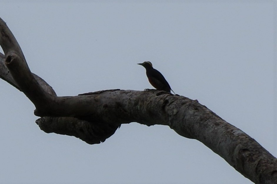 Yellow-tufted Woodpecker - ML427902851