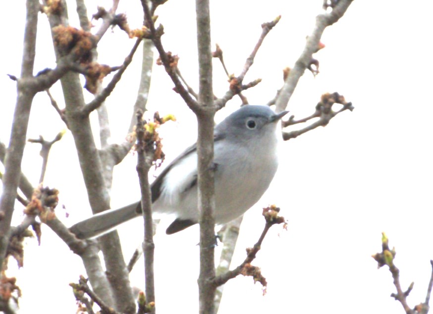 Blue-gray Gnatcatcher - ML427903031