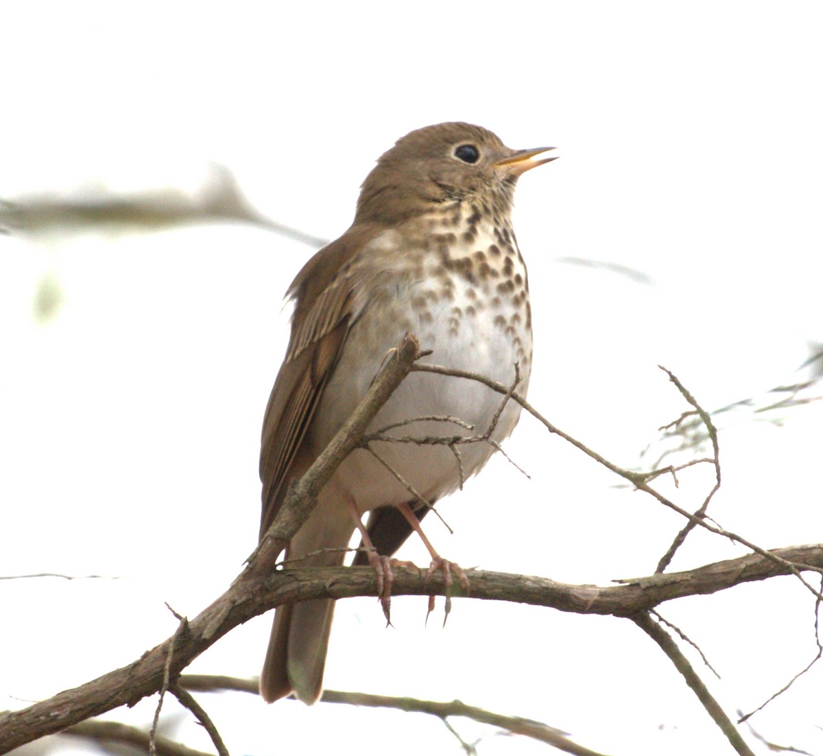 Hermit Thrush - ML427903281