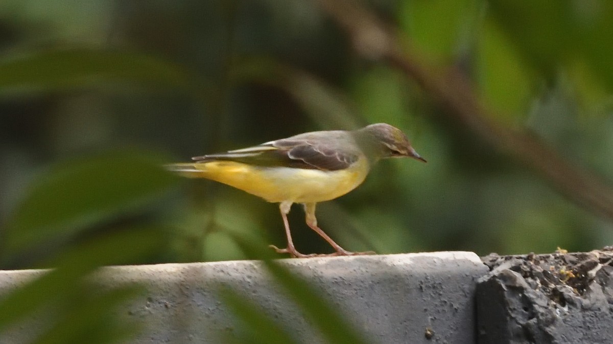 Gray Wagtail - Sarang Kshirsagar