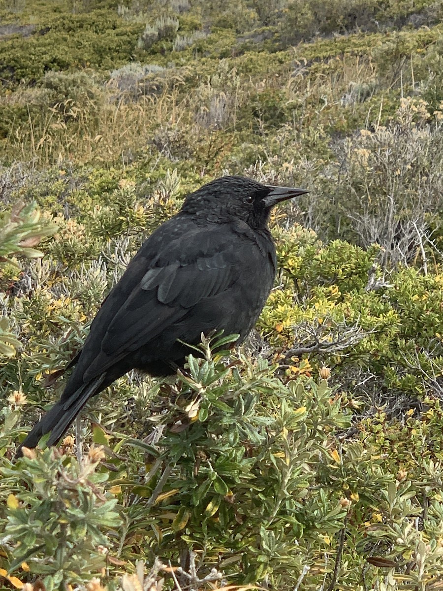 Austral Blackbird - Santiago Imberti