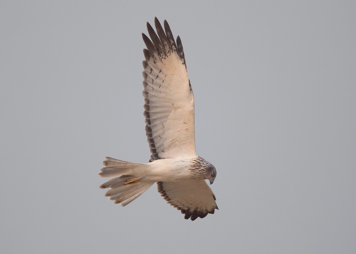 Eastern Marsh Harrier - ML427909511