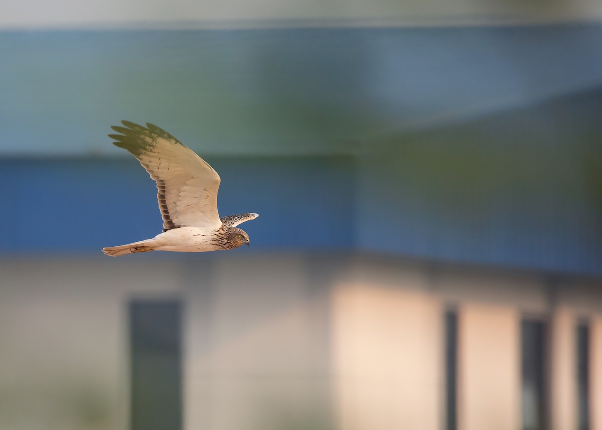 Eastern Marsh Harrier - ML427909521