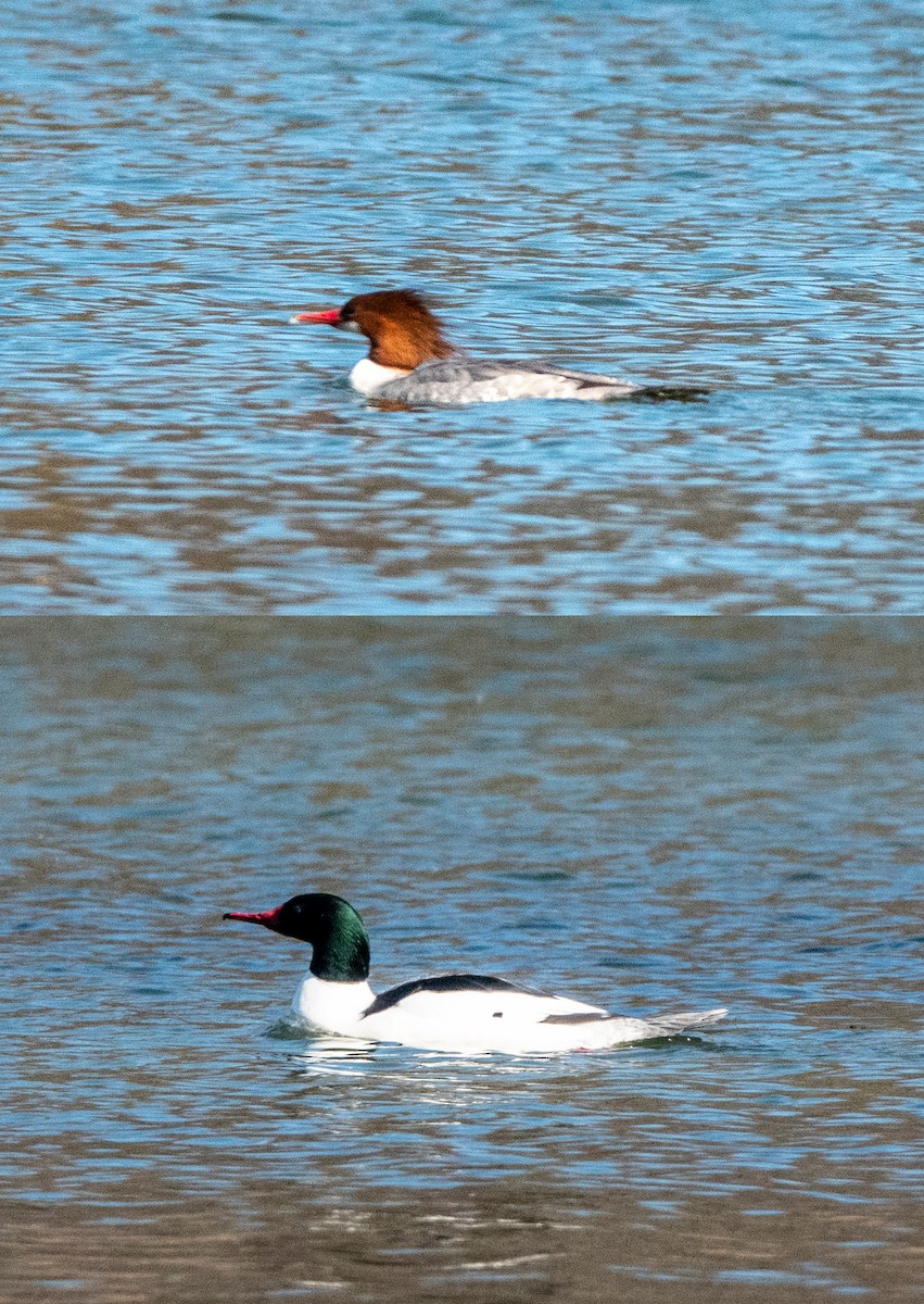 Common/Red-breasted Merganser - ML427909841