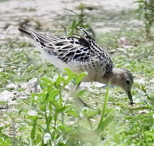 Buff-breasted Sandpiper - ML427910161