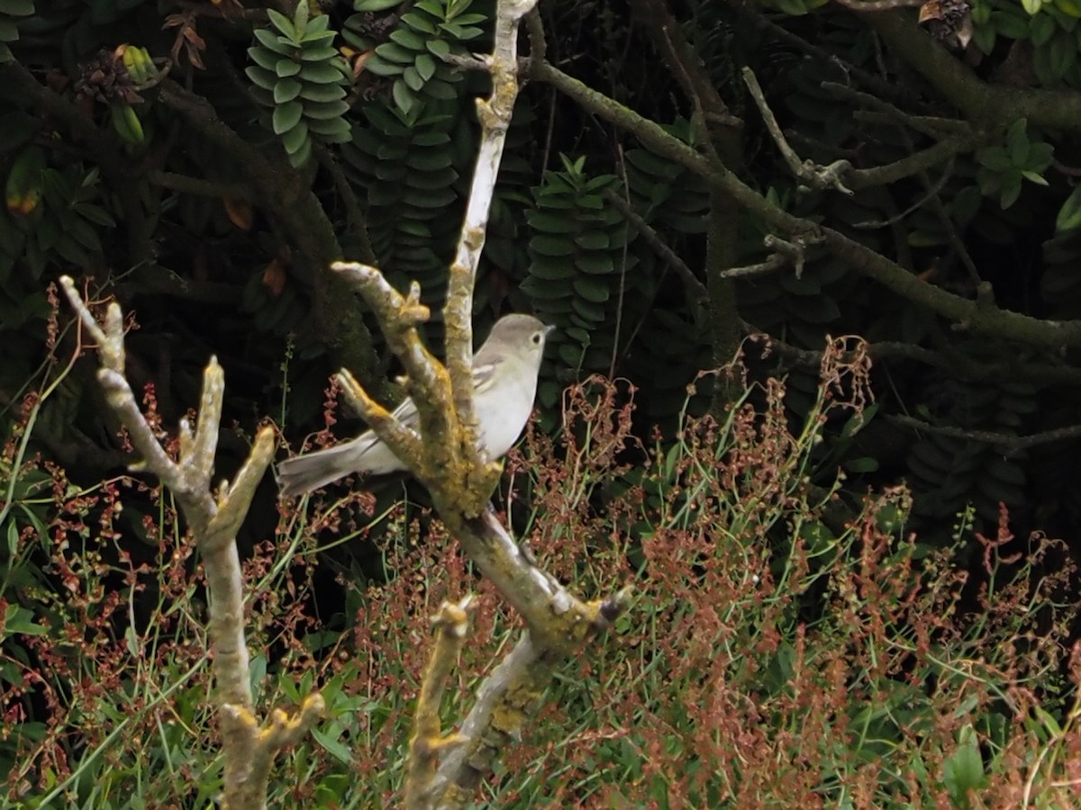 White-crested Elaenia - ML427910251