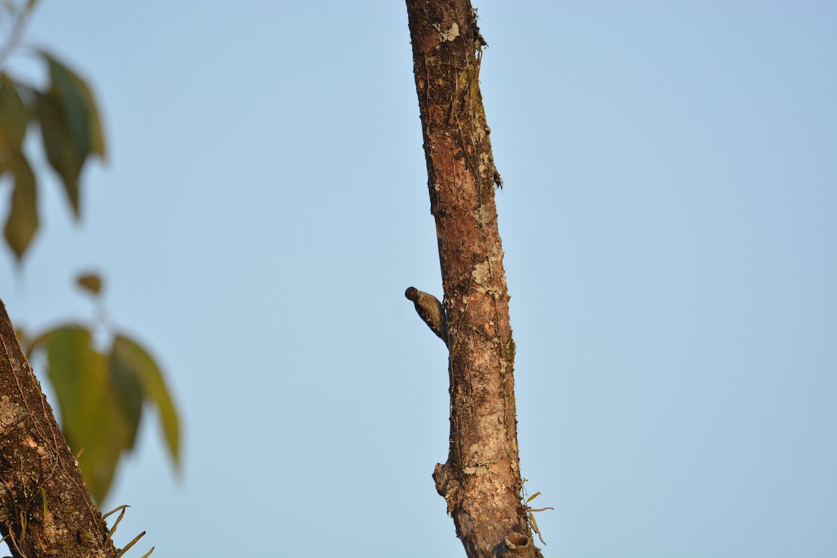Gray-capped Pygmy Woodpecker - ML427911171