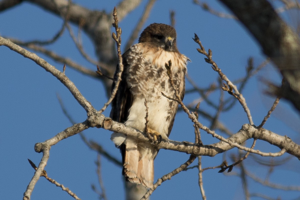 Red-tailed Hawk (abieticola) - David Brown