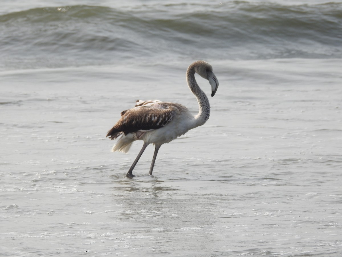 Greater Flamingo - ML427912741