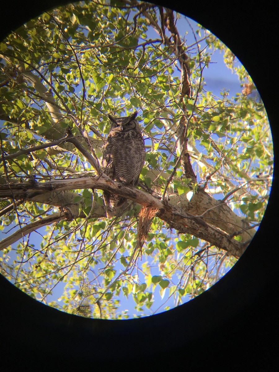 Great Horned Owl - ML427913261