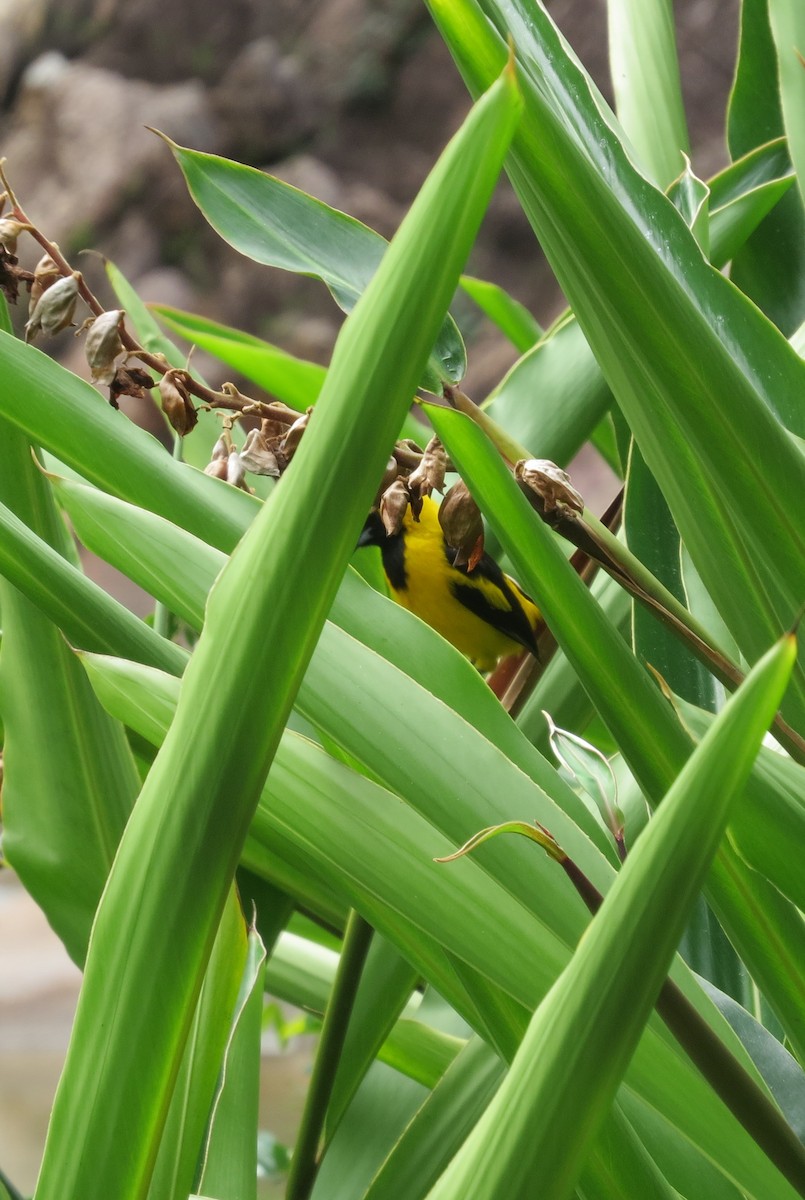 Yellow-tailed Oriole - ML427913461