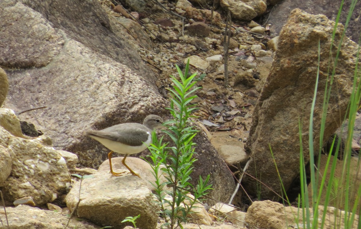 Spotted Sandpiper - ML427913481
