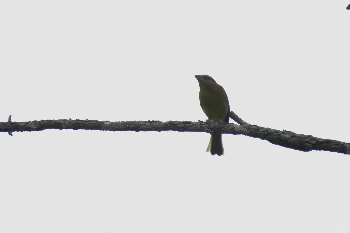 Hepatic Tanager - ML427913521