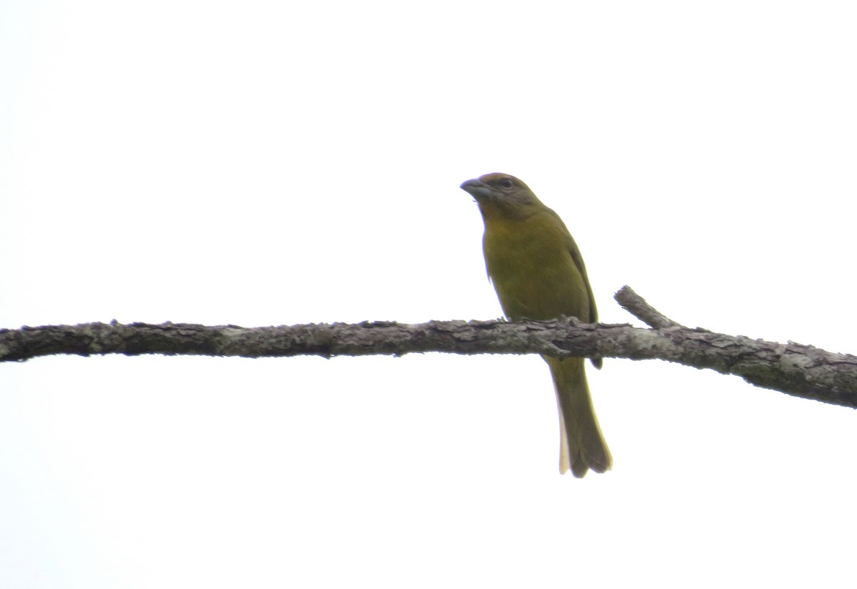 Hepatic Tanager - ML427913541