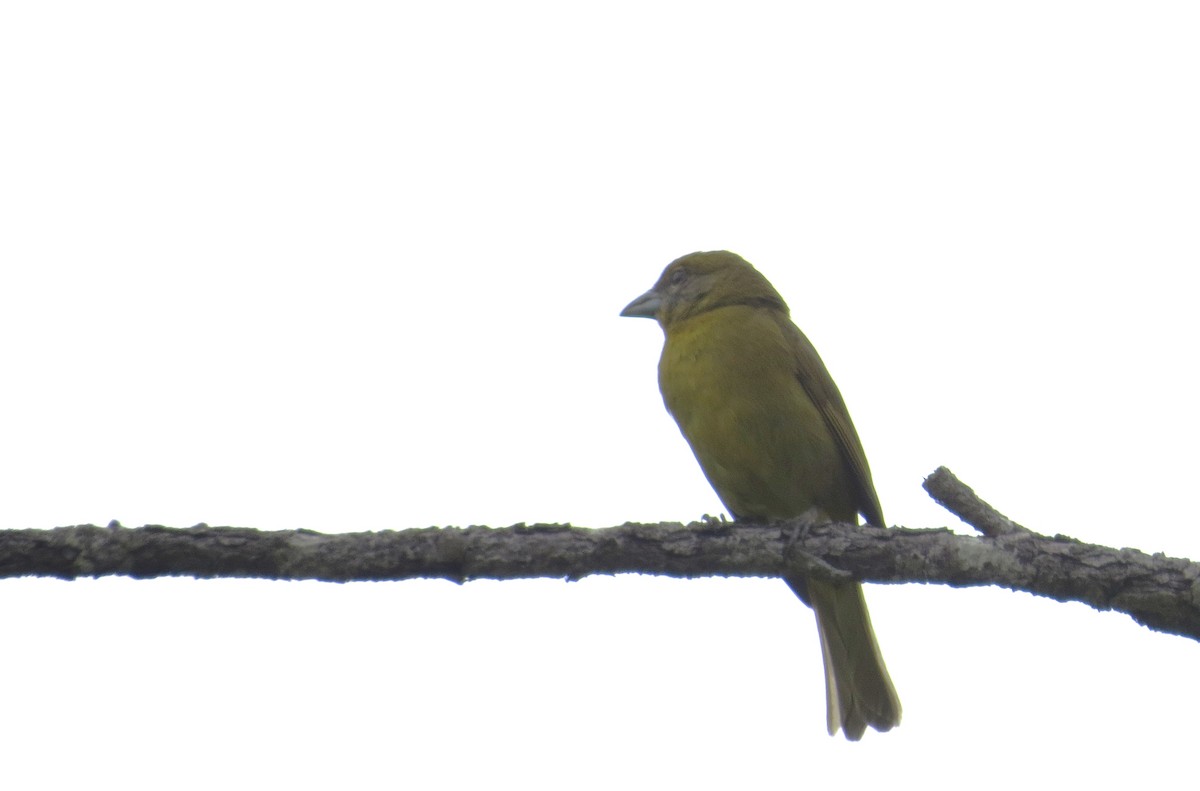Hepatic Tanager - ML427913551