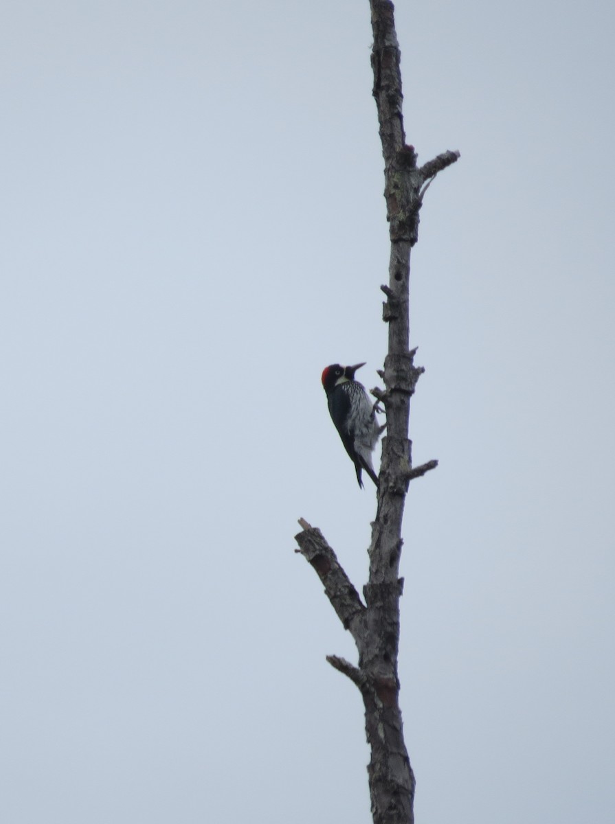 Acorn Woodpecker - ML427913661