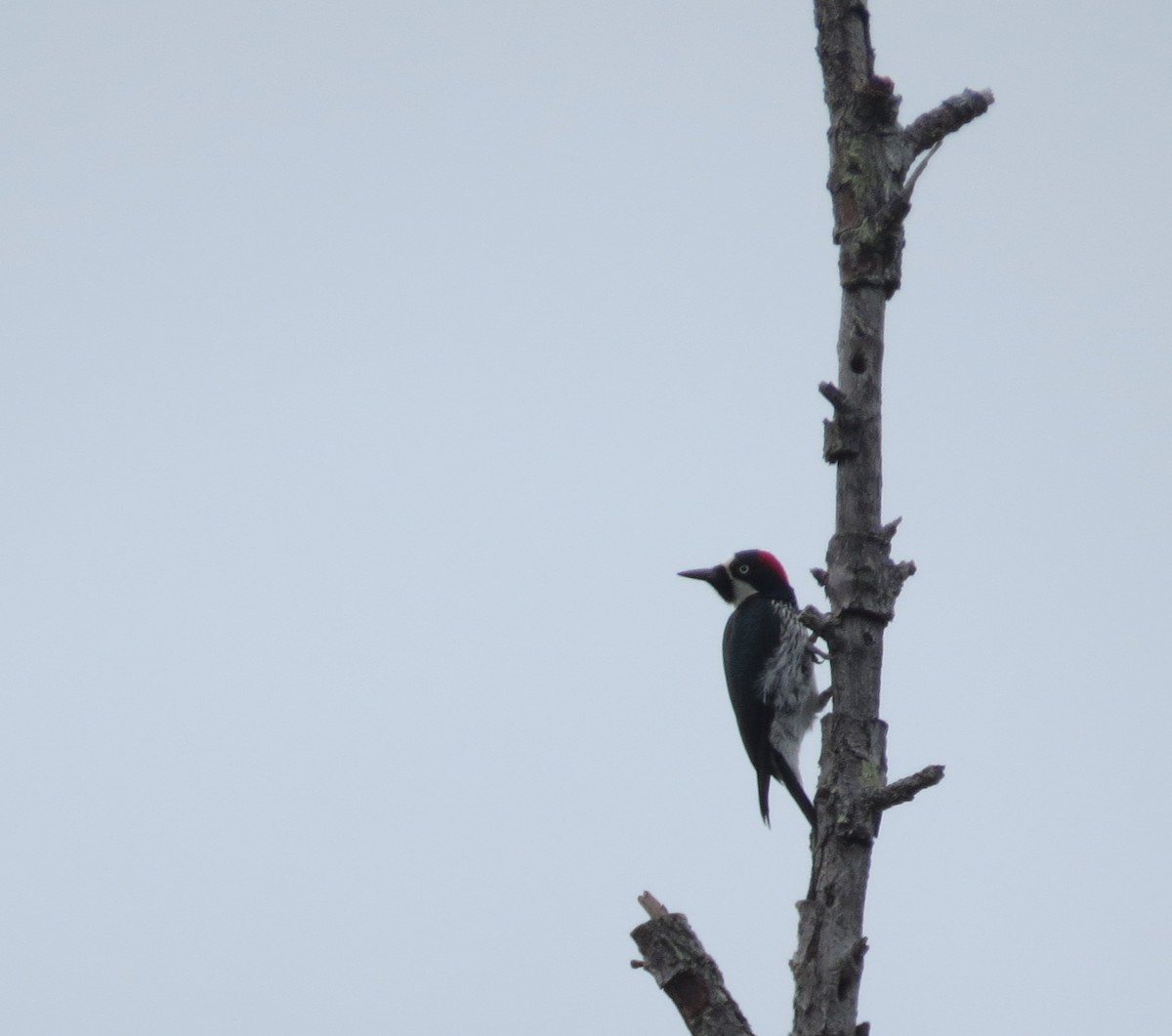 Acorn Woodpecker - ML427913691