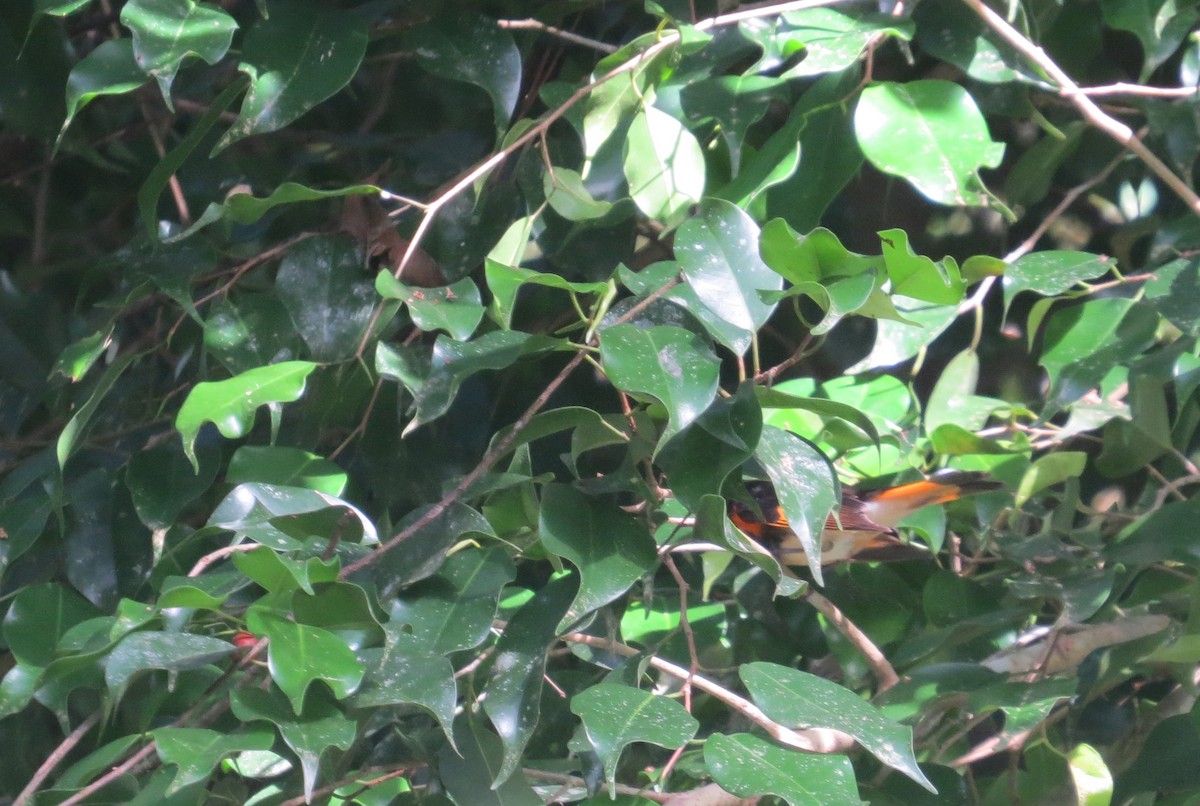 American Redstart - ML427913721