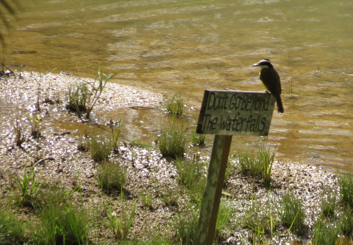 Great Kiskadee - ML427913791