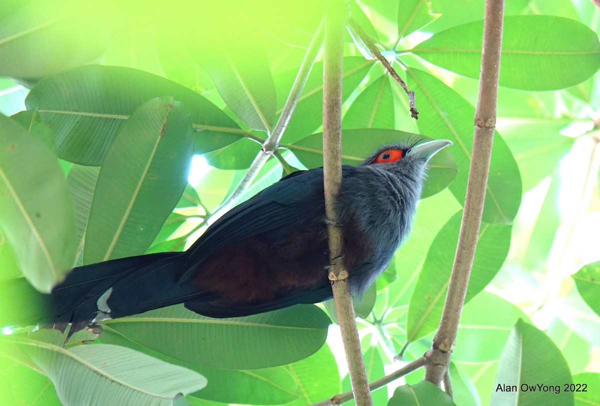 チャバラクロバンケンモドキ - ML427914061