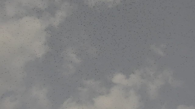 Амарын шонхор - ML427915711