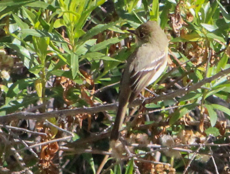 Western Flycatcher (Pacific-slope) - cliff utech