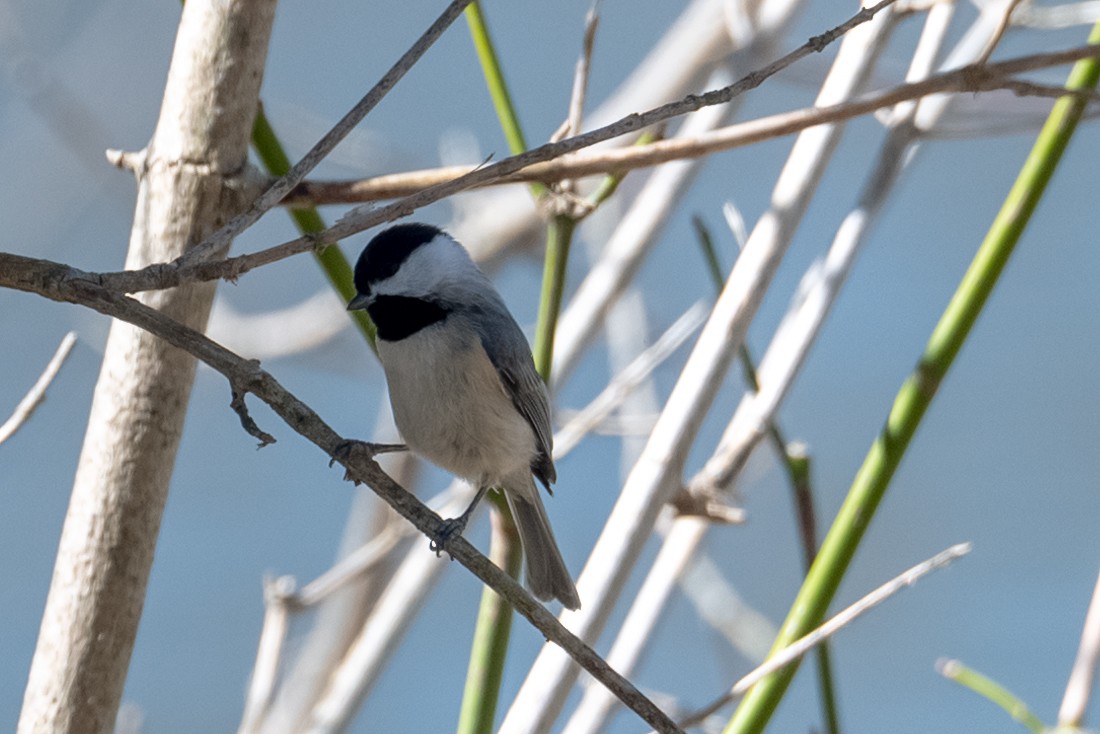 Carolina Chickadee - ML427916571