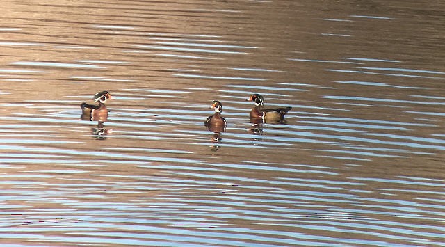 Wood Duck - ML42792111