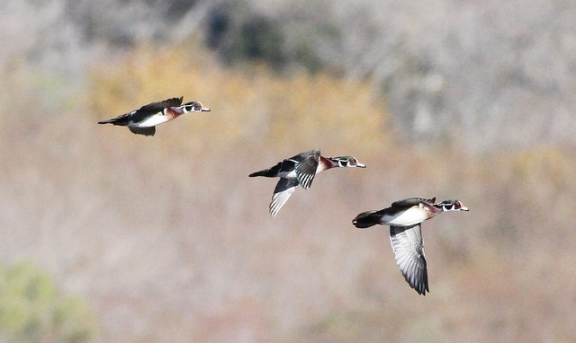 Wood Duck - ML42792171