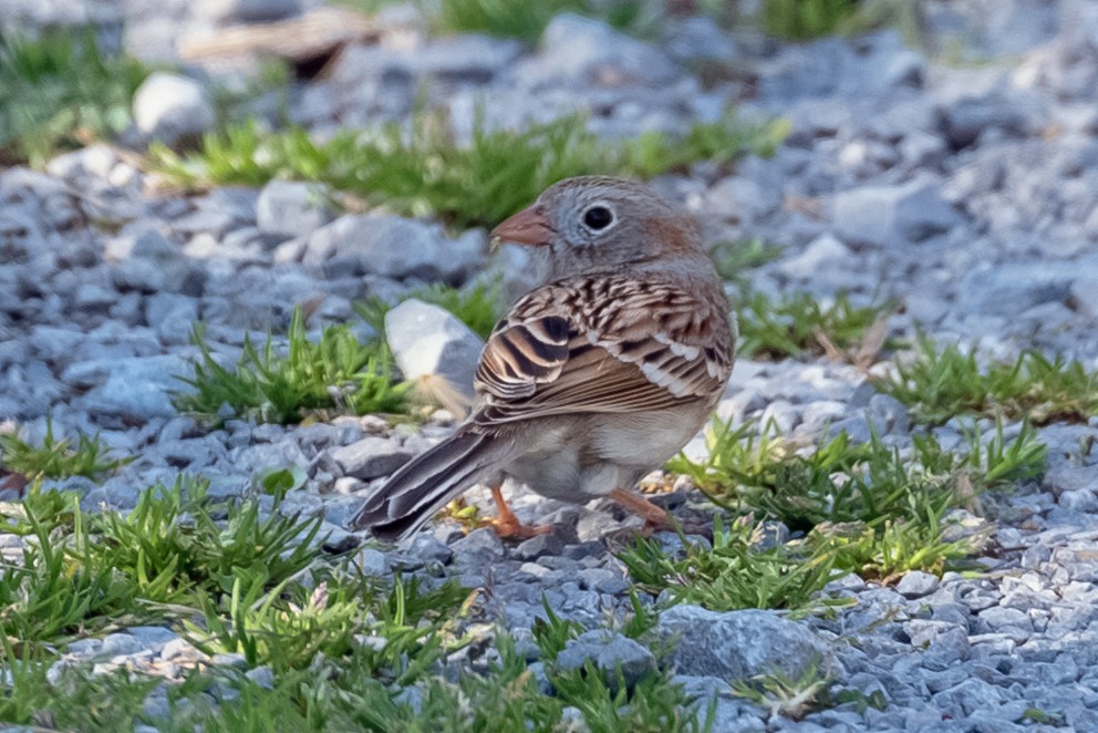 Field Sparrow - ML427921991