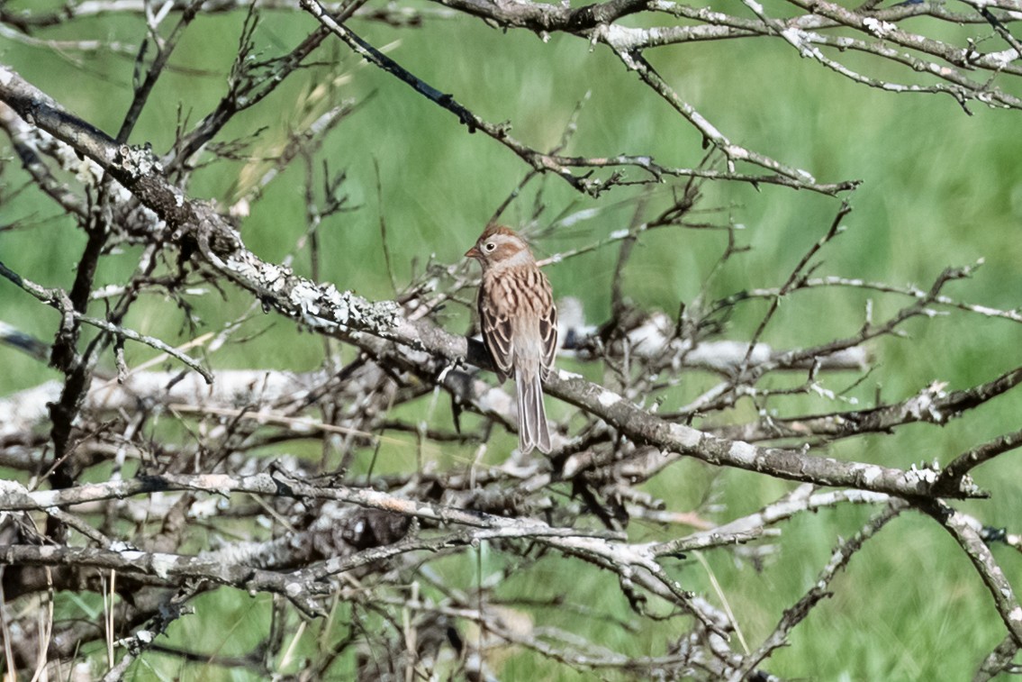 Field Sparrow - ML427922001