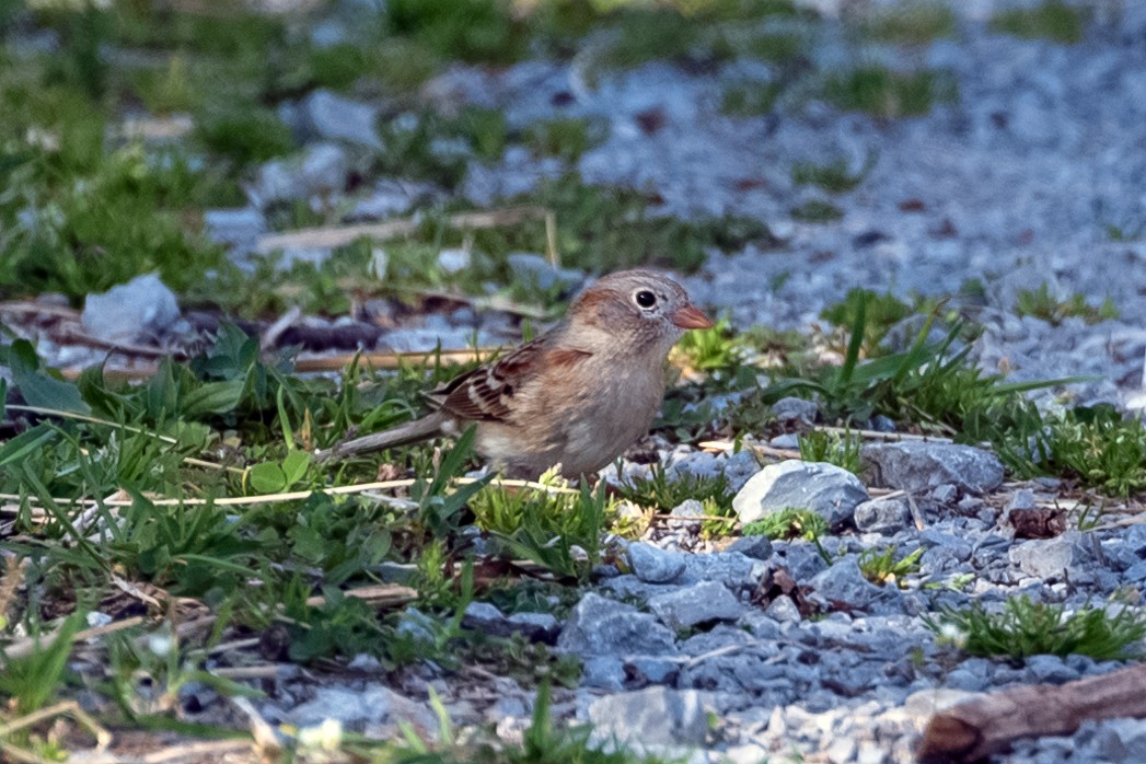 Field Sparrow - ML427922011