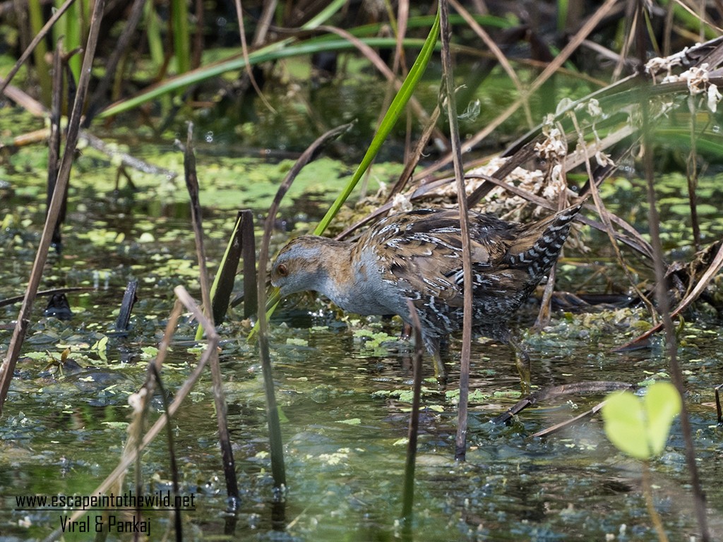 Baillon's Crake - ML427922221