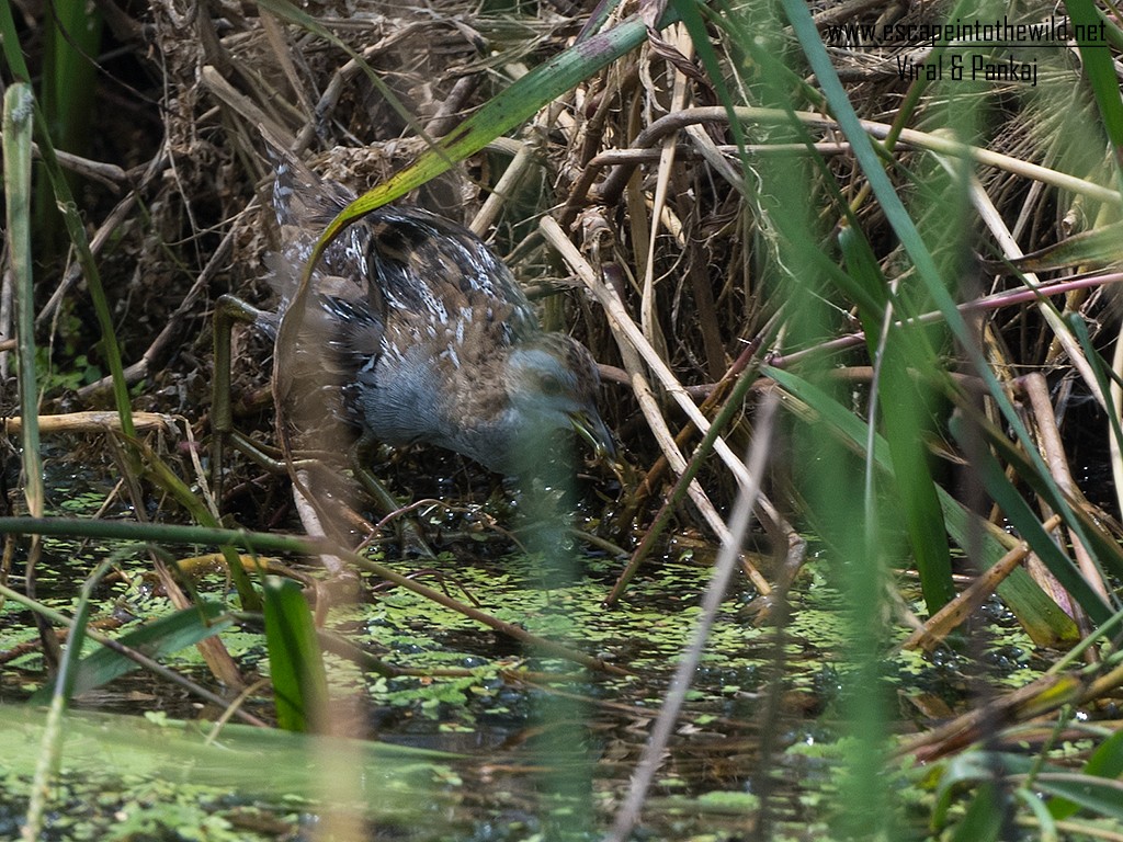 Baillon's Crake - ML427922241