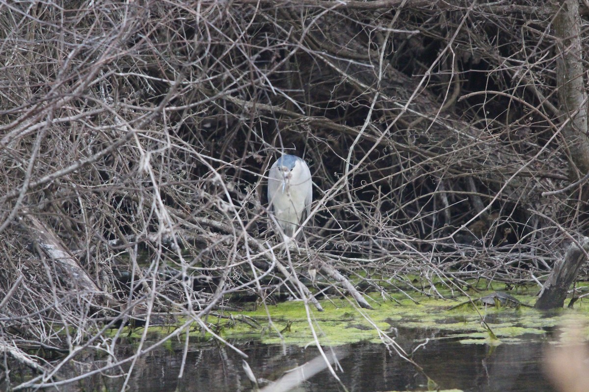 Ногоовор зашин - ML427923051